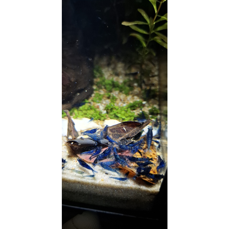 10 x Variety Neocardina Blue cherry shrimp