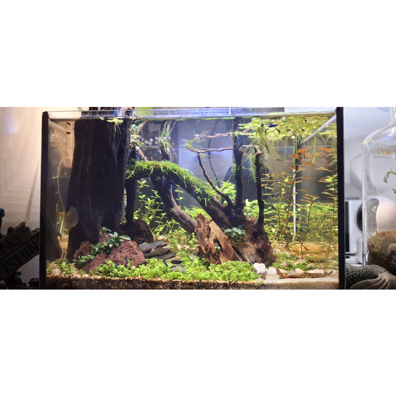 10 x Variety Neocardina Blue cherry shrimp