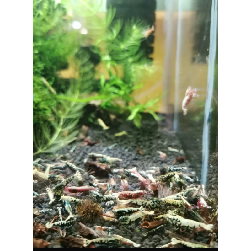 20 +2 GALAXY  FISHBONE RED & Black caridina shrimp after boa