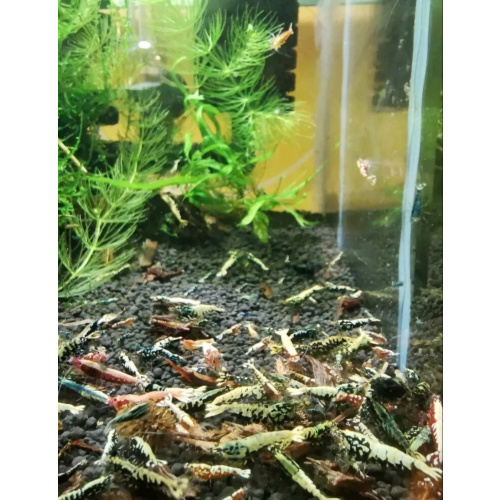 20 +2 GALAXY  FISHBONE RED & Black caridina shrimp after boa