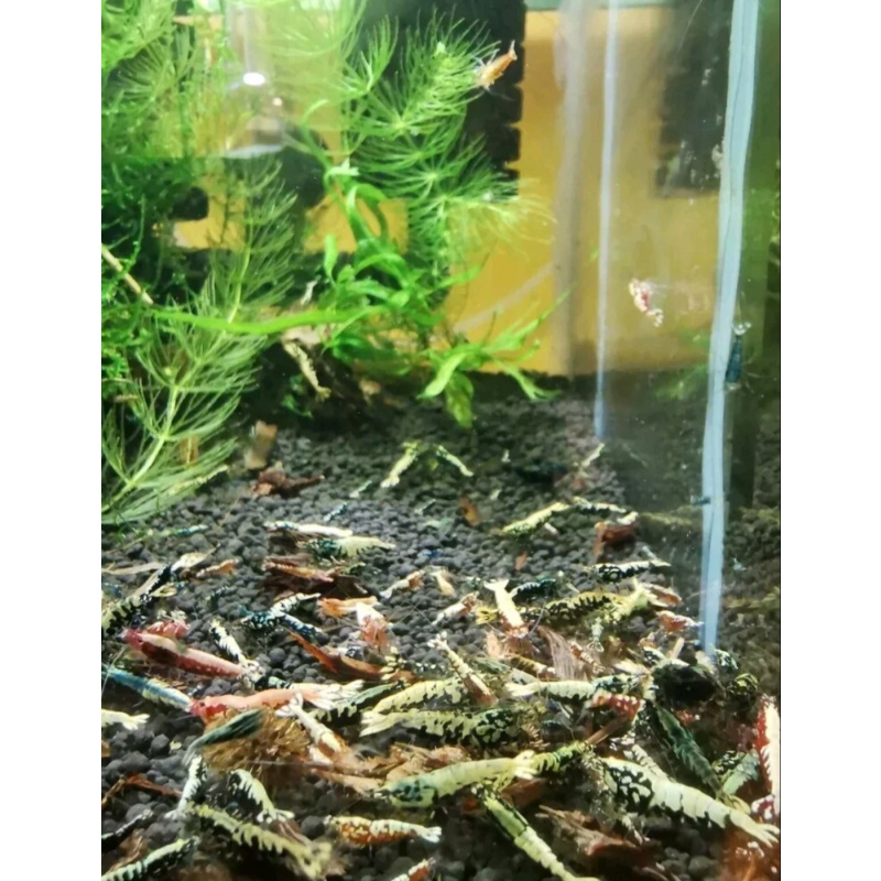 20 +2 GALAXY  FISHBONE RED & Black caridina shrimp after boa