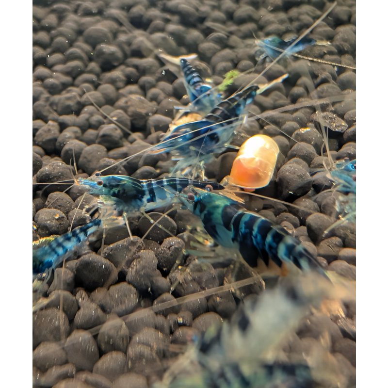 14  Blue Dragon Shrimp (also known as Blue Calceo or Dragon Blood) are rare, selectively bred Caridina species valued for their vibrant, dark-blue striped bodies, often featuring golden, cream, or white undertones. They require stable, high-quality water