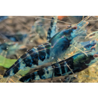 5+1 Blue Dragon /Calceo Bee Caridina