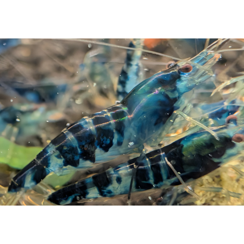 10+1 Blue Dragon /Calceo Bee Caridina