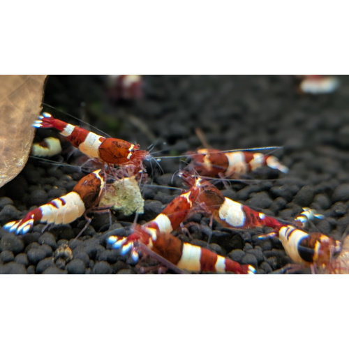 11 ×Wine Red Shrimp, often called Red Wine Pandas or Taiwan Bees, are high-grade, freshwater aquarium shrimp known for their deep wine-red and white, opaque bands. A color morph of Caridina