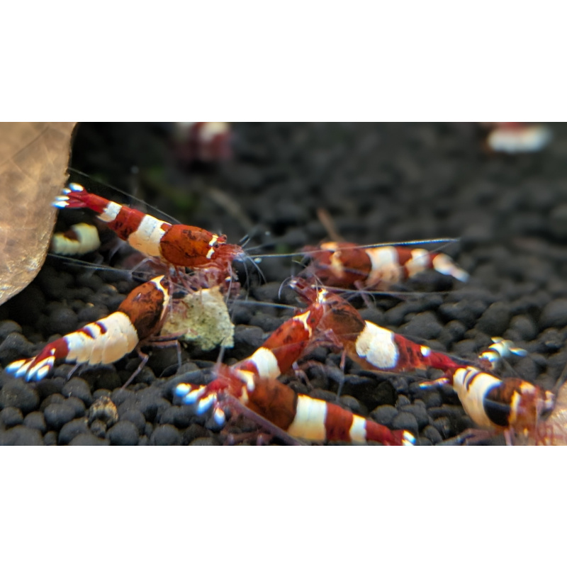 11 ×Wine Red Shrimp, often called Red Wine Pandas or Taiwan Bees, are high-grade, freshwater aquarium shrimp known for their deep wine-red and white, opaque bands. A color morph of Caridina