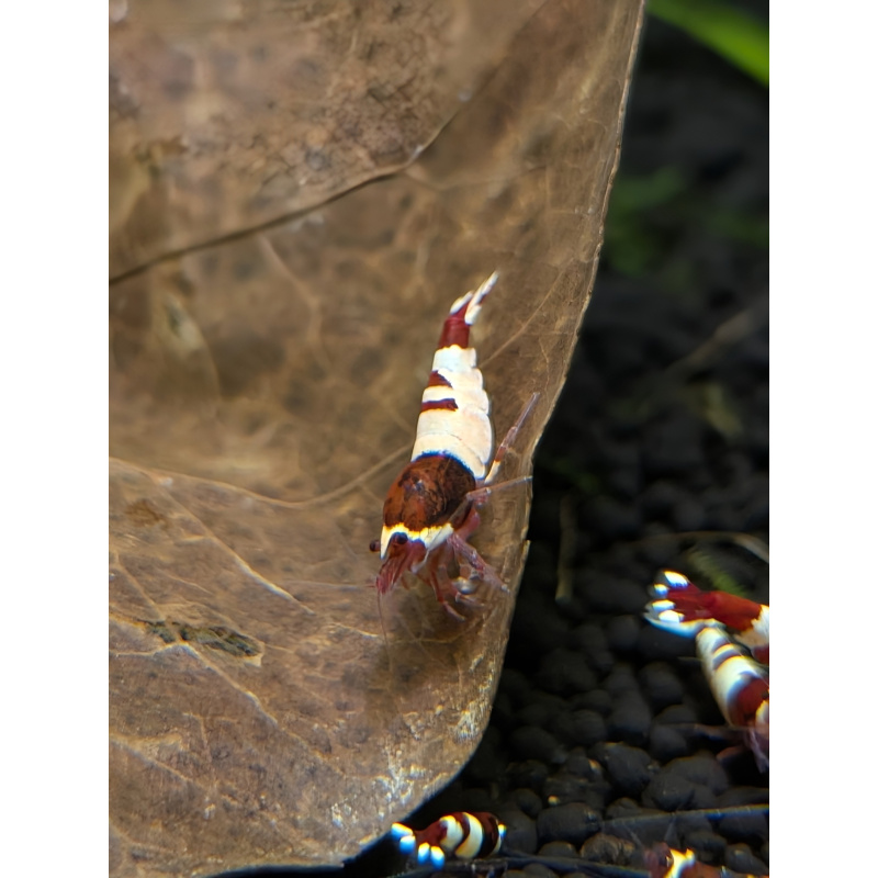 11 ×Wine Red Shrimp, often called Red Wine Pandas or Taiwan Bees, are high-grade, freshwater aquarium shrimp known for their deep wine-red and white, opaque bands. A color morph of Caridina