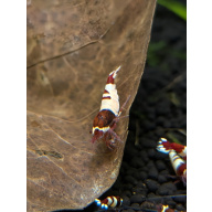 11 ×Wine Red Shrimp, often called Red Wine Pandas or Taiwan Bees, are high-grade, freshwater aquarium shrimp known for their deep wine-red and white, opaque bands. A color morph of Caridina