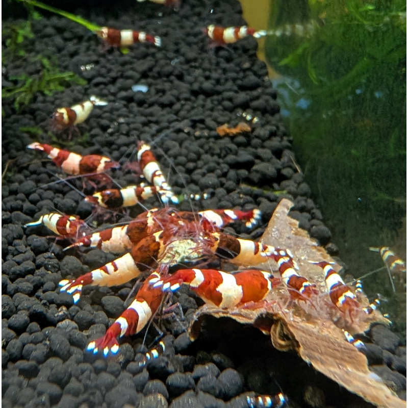 11 ×Wine Red Shrimp, often called Red Wine Pandas or Taiwan Bees, are high-grade, freshwater aquarium shrimp known for their deep wine-red and white, opaque bands. A color morph of Caridina
