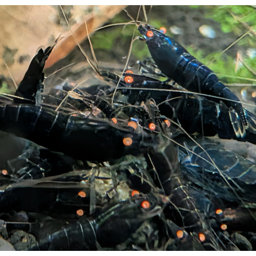 12×Orange Eye Blue Tiger (OEBT) shrimp (Caridina cantonensis or Caridina mariae) are a striking, moderately difficult aquarium shrimp with a deep blue body, black tiger , and vibrant