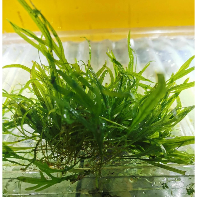 MICROSORUM NARROW LEAF (BIG)