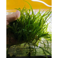 MICROSORUM NARROW LEAF (BIG)