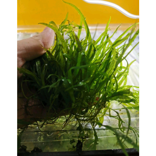 MICROSORUM NARROW LEAF (BIG)