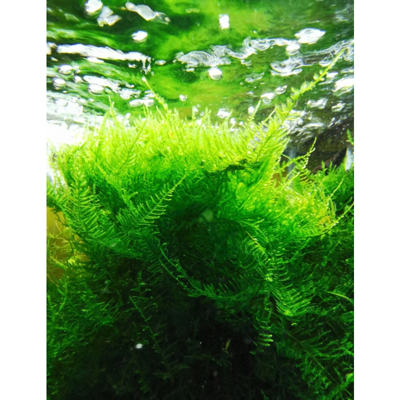 20 gr Taiwan Moss.  A large port Free Moss live Tropical Aquarium Pond Plant