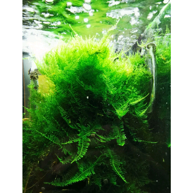20 gr Taiwan Moss. A large port Free Moss live Tropical Aquarium Pond Plant