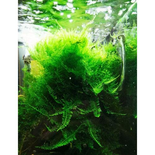 20 gr Taiwan Moss.  A large port Free Moss live Tropical Aquarium Pond Plant