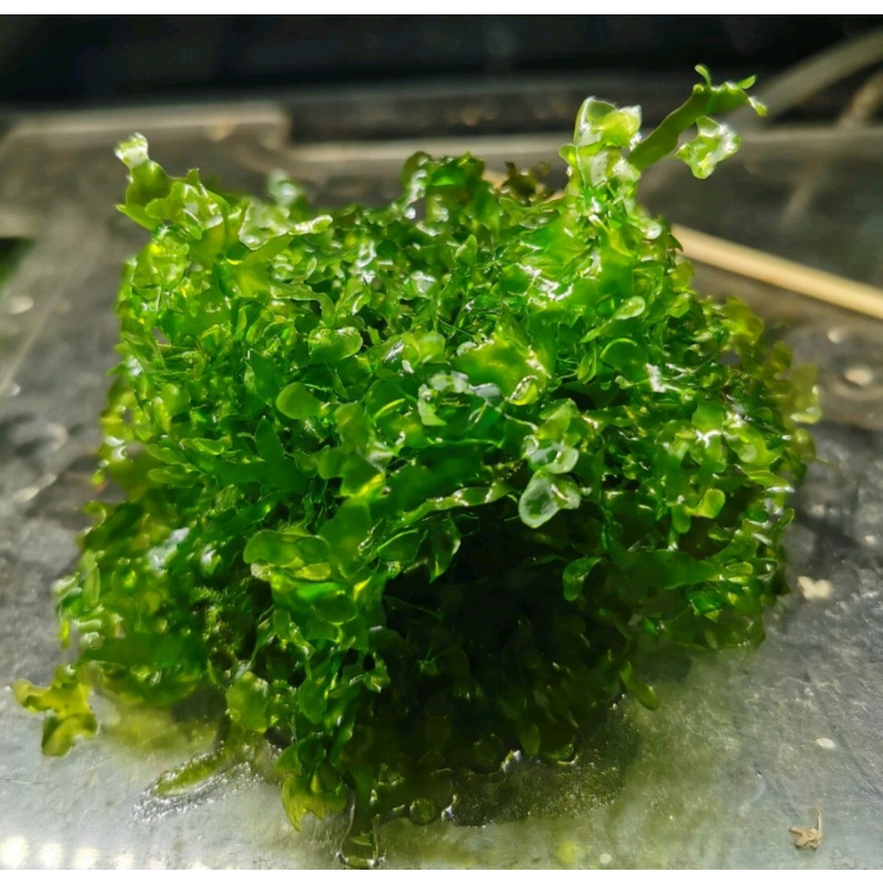 3 Types of aquarium plants safe for shrimp