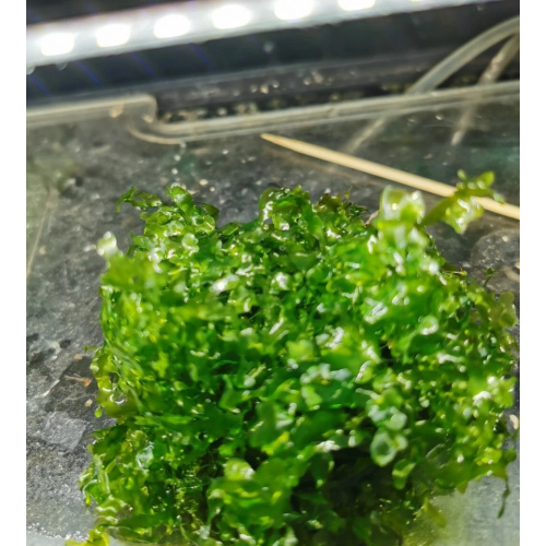 10 gr Pelia Moss Live Tropical