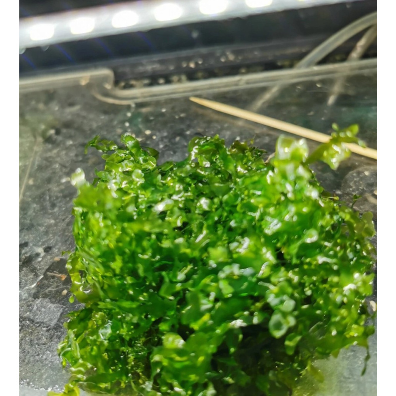 10 go Pelia Moss  Live Tropical