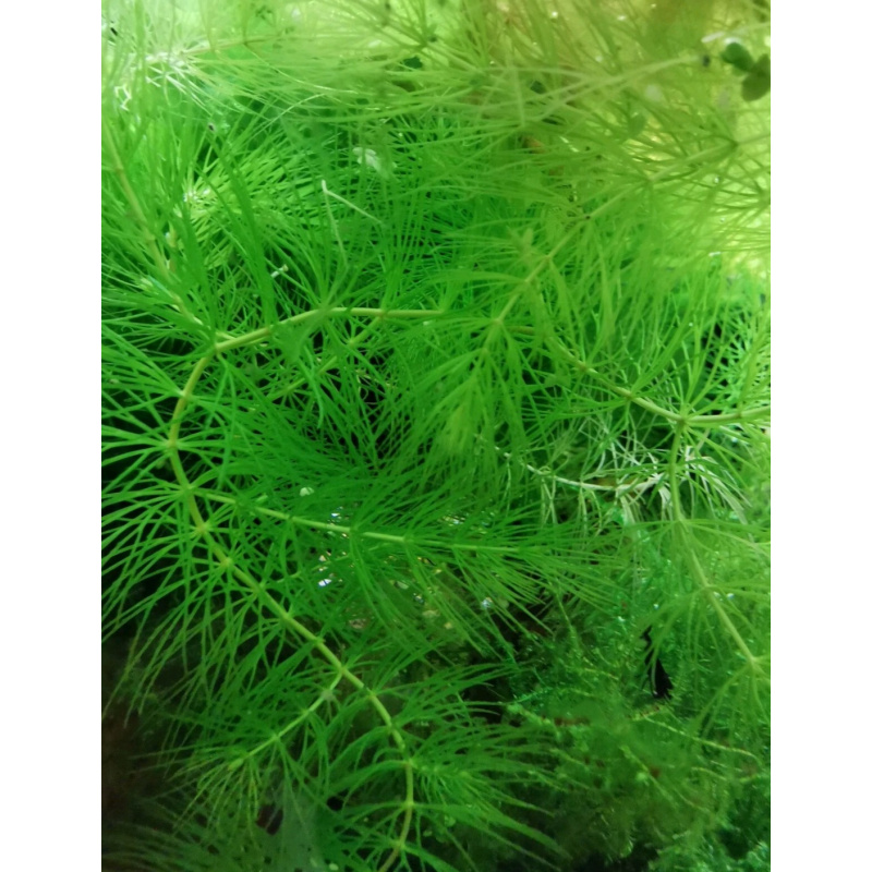 Stem Hornwort Ceratophyllum Demersum FLOATING Oxygenating Aquatic Plant UK