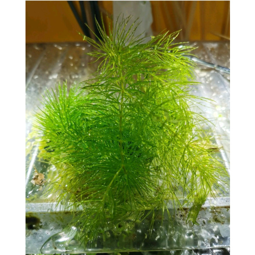 Stem Hornwort Ceratophyllum Demersum FLOATING Oxygenating Aquatic Plant UK