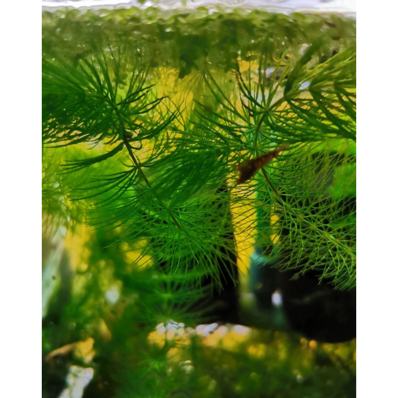 Stem Hornwort Ceratophyllum Demersum FLOATING Oxygenating Aquatic Plant UK
