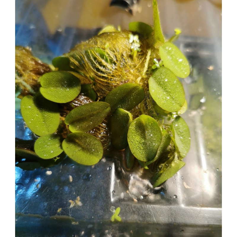 5 BIG SALVINIA LIVE AQUARIUM FLOATING PLANT FISH TANK FRY SHRIMP FERN FRESHWATER