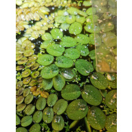 5 BIG SALVINIA LIVE AQUARIUM FLOATING PLANT FISH TANK FRY SHRIMP FERN FRESHWATER