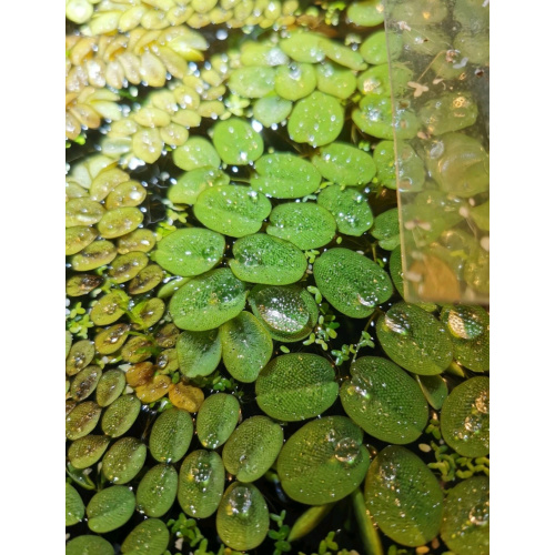 5 BIG SALVINIA LIVE AQUARIUM FLOATING PLANT FISH TANK FRY SHRIMP FERN FRESHWATER