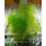 Stem Hornwort Ceratophyllum Demersum FLOATING Oxygenating Aquatic Plant UK