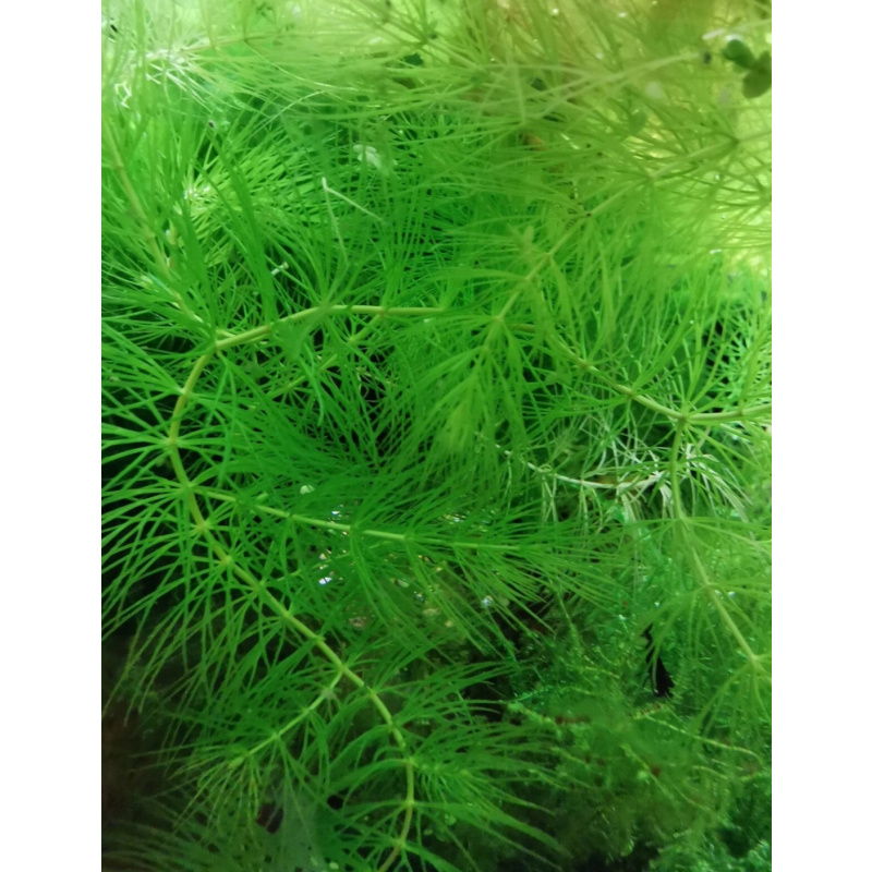 Stem Hornwort Ceratophyllum Demersum FLOATING Oxygenating Aquatic Plant UK