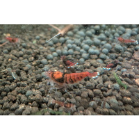 15× RUBY KING KONG EXTREME