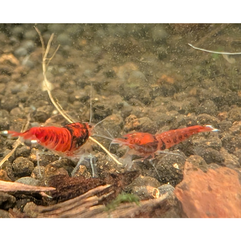 15× RUBY KING KONG EXTREME