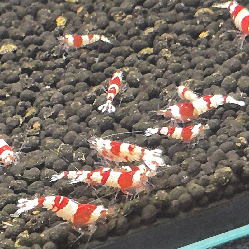 20+2 High Grade Crystal Red Shrimp