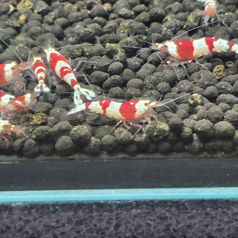 20+2 High Grade Crystal Red Shrimp