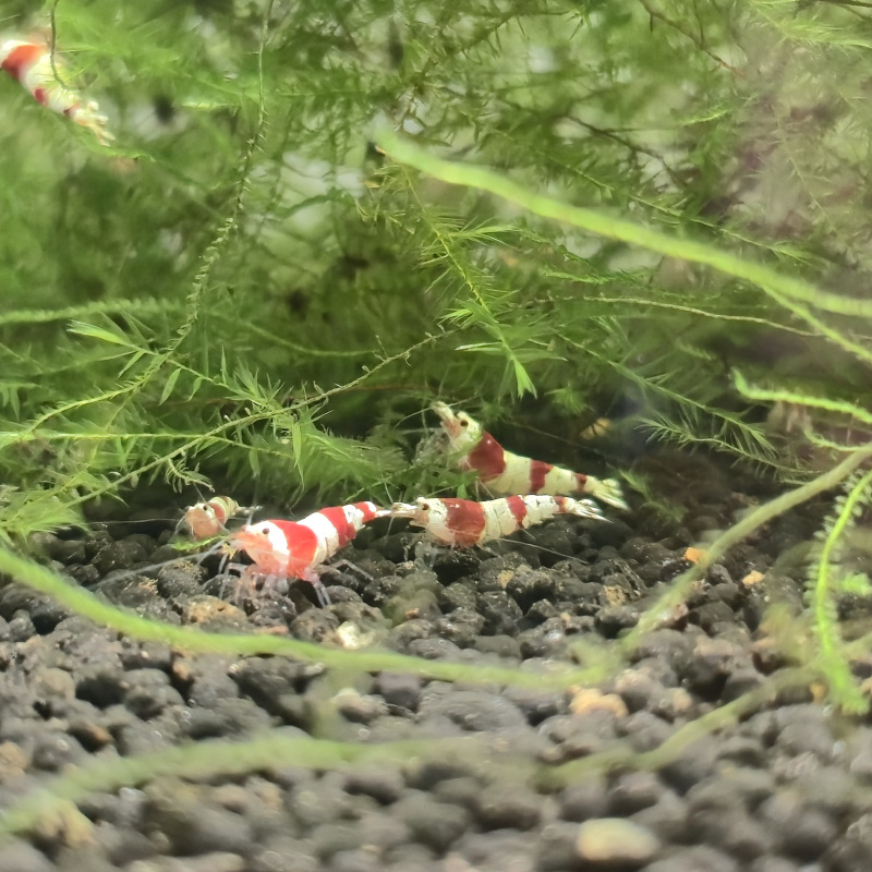 20+2 High Grade Crystal Red Shrimp
