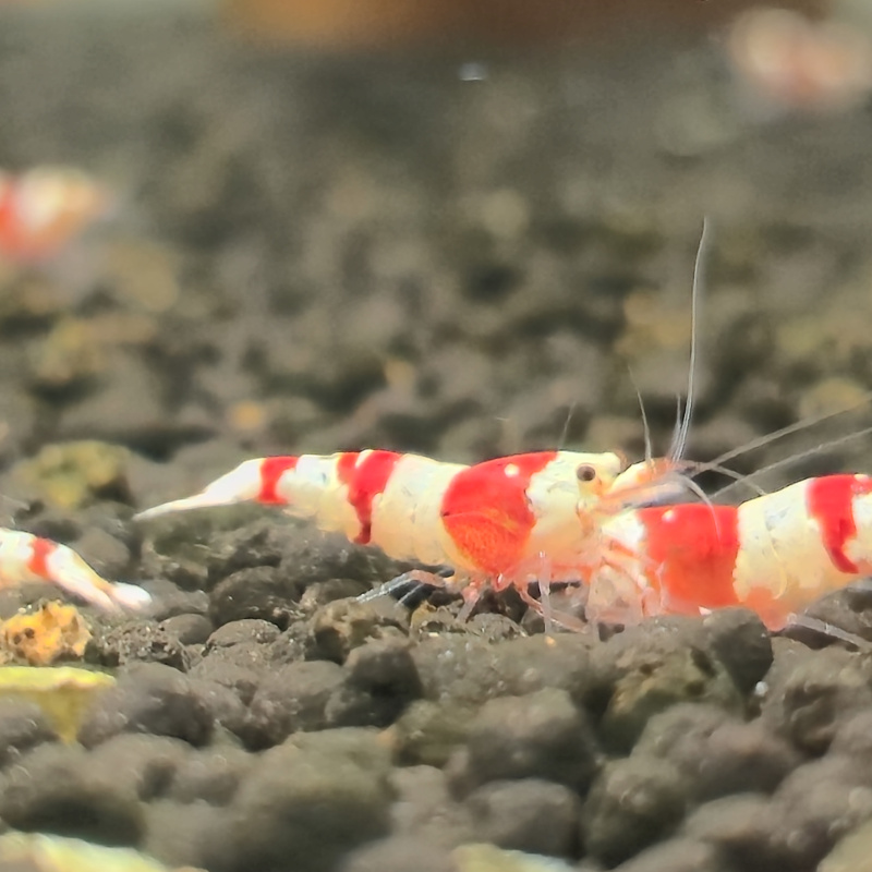 20+2 High Grade Crystal Red Shrimp