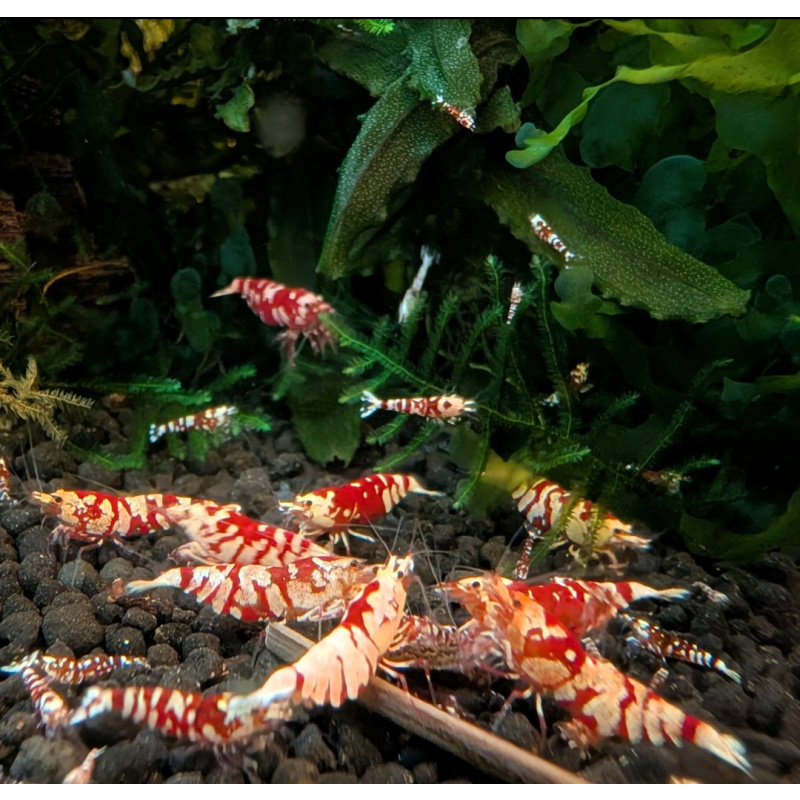 10 +2 X GALAXY RED FANCY TIGER Caridina Freshwater