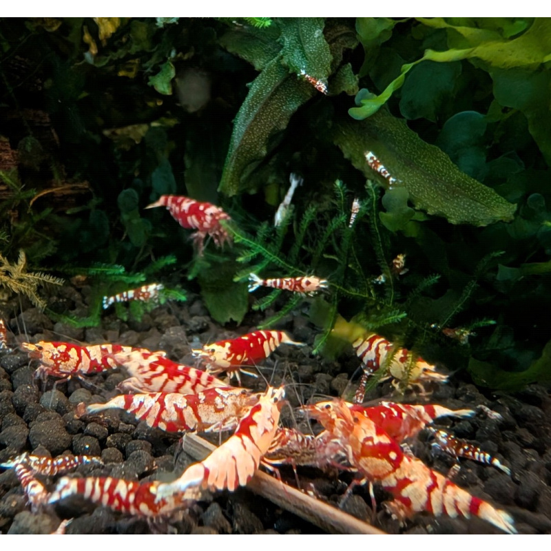10 +2 X GALAXY RED FANCY TIGER Caridina Freshwater