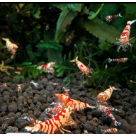 10 +2 X GALAXY RED FANCY TIGER Caridina Freshwater