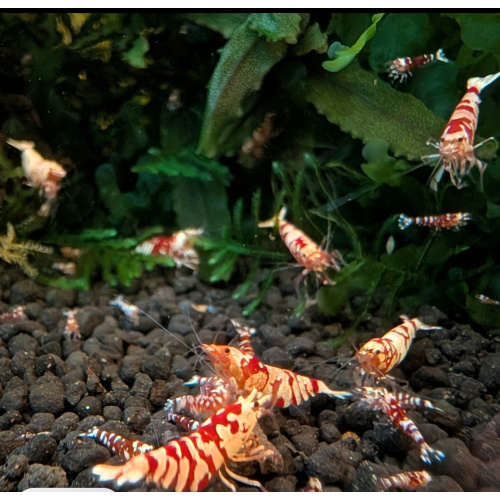 10 +2 X GALAXY RED FANCY TIGER Caridina Freshwater