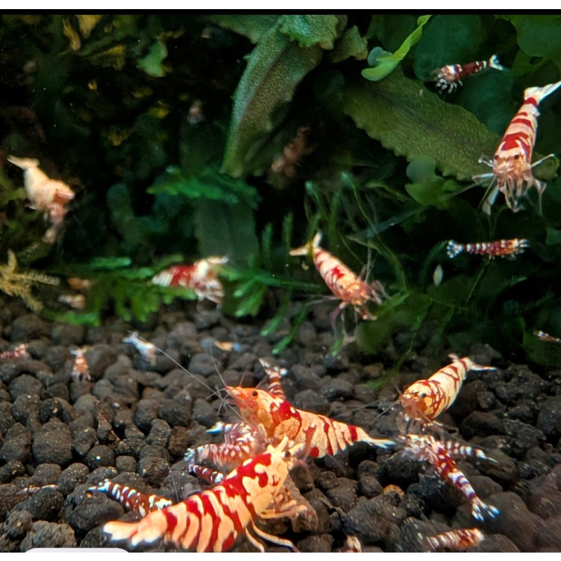 10 +2 X GALAXY RED FANCY TIGER Caridina Freshwater