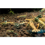11+1 Galaxy FISHBONE Shrimp Black &Red Mix