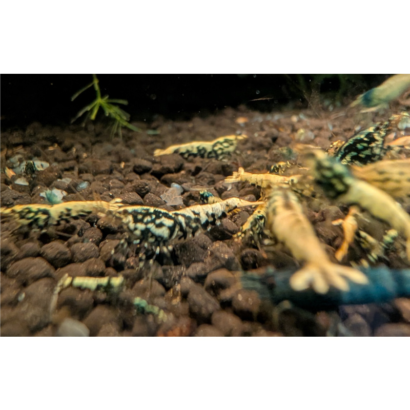 11+1 Galaxy FISHBONE Shrimp Black &Red Mix