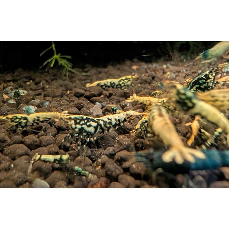 11+1 Galaxy FISHBONE Shrimp Black
