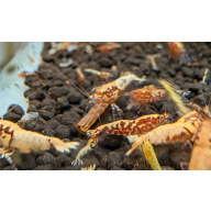 11+1 Galaxy FISHBONE Shrimp Red