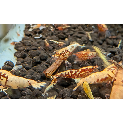 11+1 Galaxy FISHBONE Shrimp Black  &Red Mix