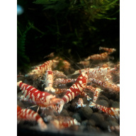 13+1 Red Fancy Tiger Shrimp Vin Line
