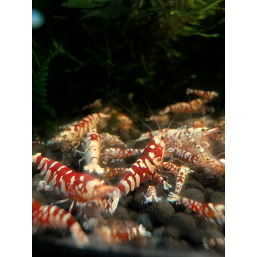 13+1 Red Fancy Tiger Shrimp Vin Line