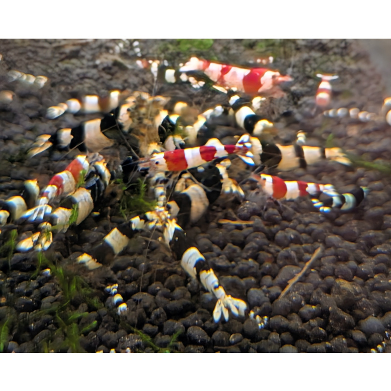 12+1 CRYSTAL RED& Black SHRIMP PURE SELECTED STROMG COLOR. HIGH QUALITY